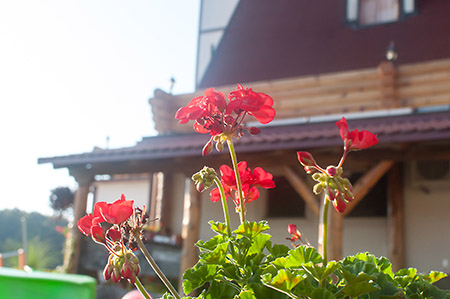 Pansion & Restoran Winnetou - photo 3