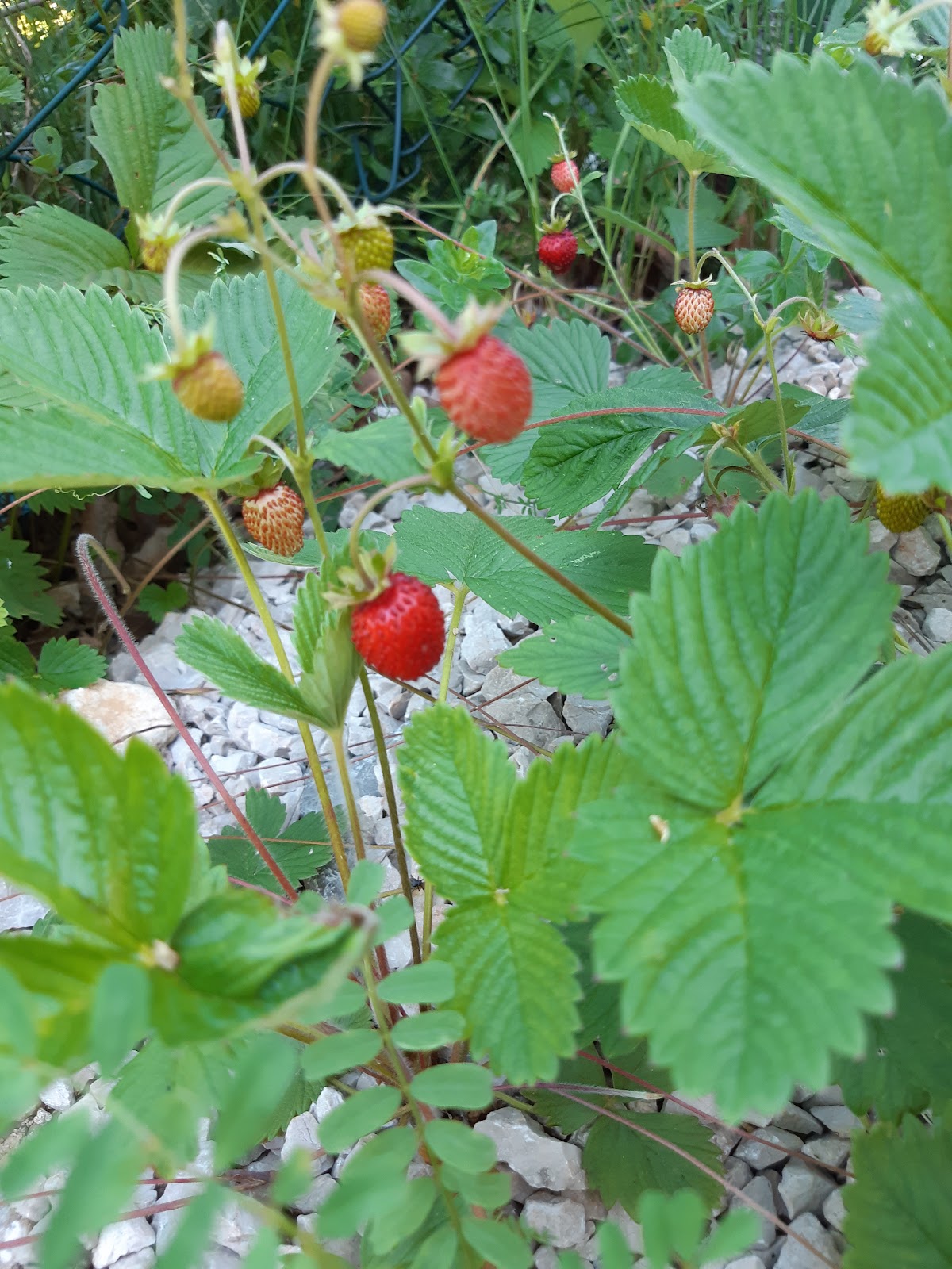 Plitvicka Kuca M - Holiday Lodge - photo 4