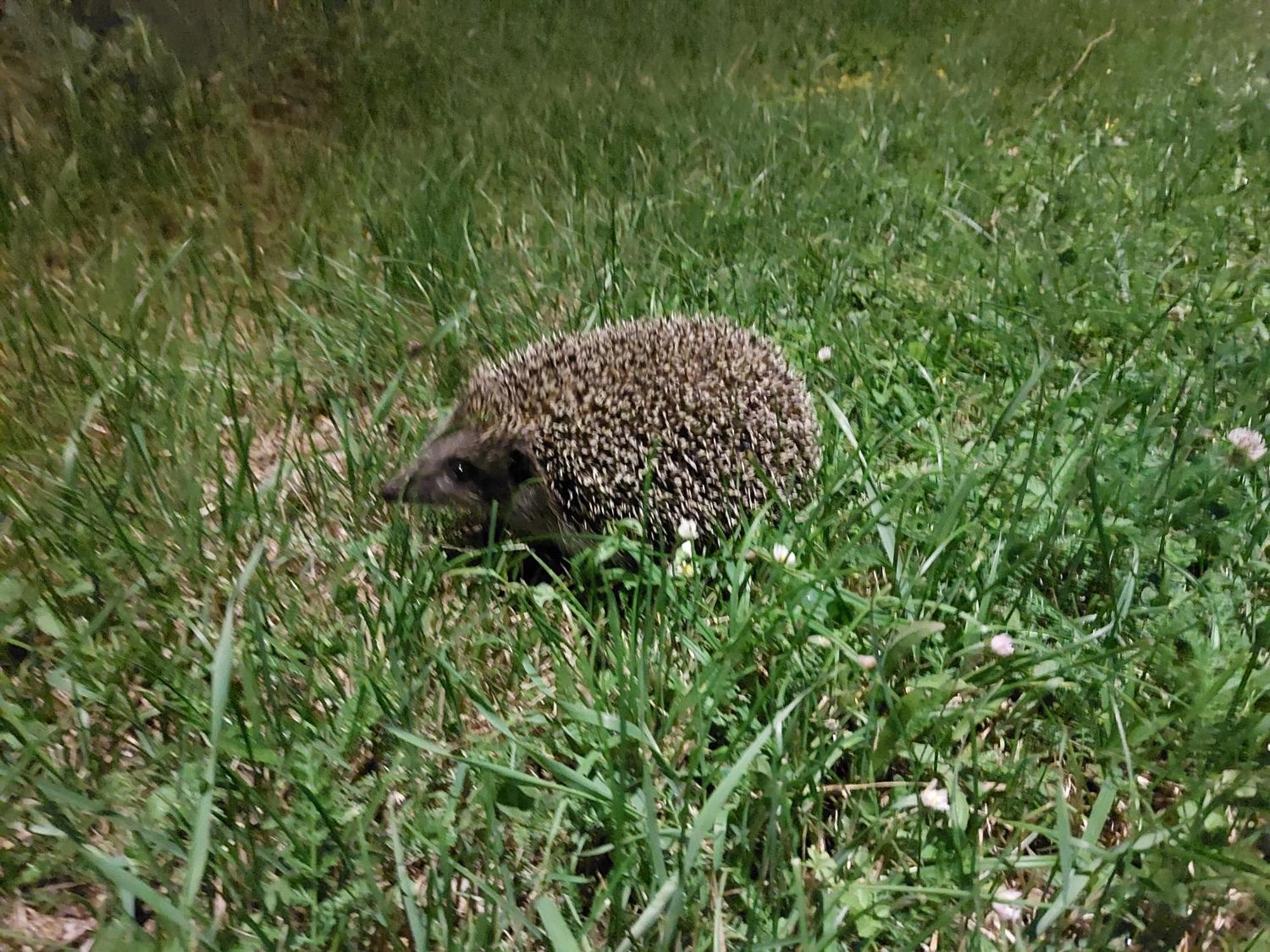 Villa Andjelija - photo 3