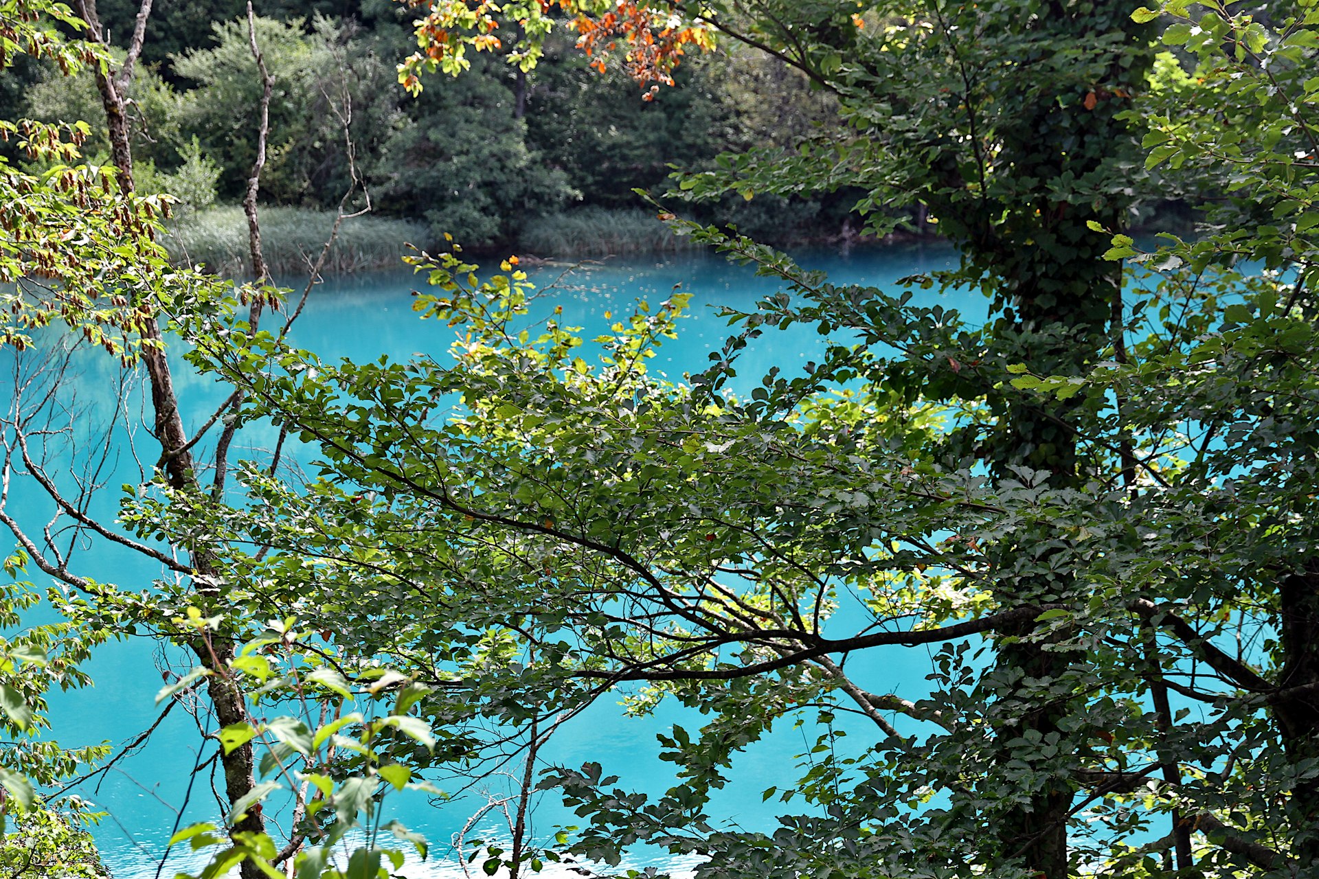 Turquoise water surrounded by autumn-colored trees at Plitvice Lakes