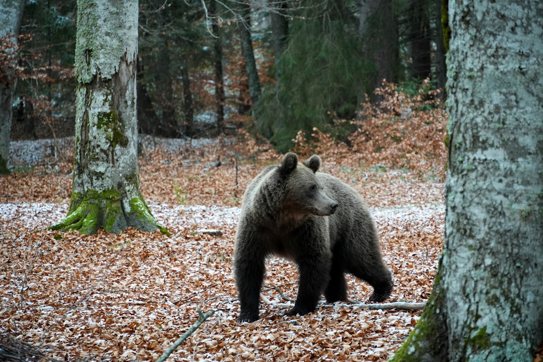 Plitvice Lakes Wildlife & Nature Guide: Bears, Birds, Flora & Travertine (2026)